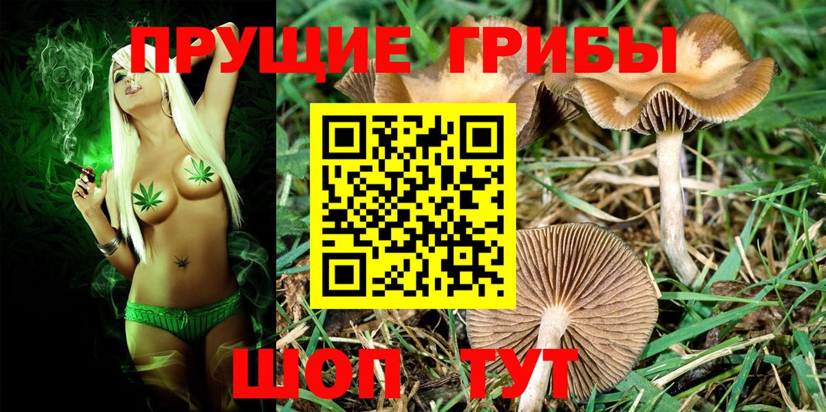 Кострома  Галлюциногенные грибы ЛСД  Вход с VPN  Галлюциногенные грибы Psilocybe 